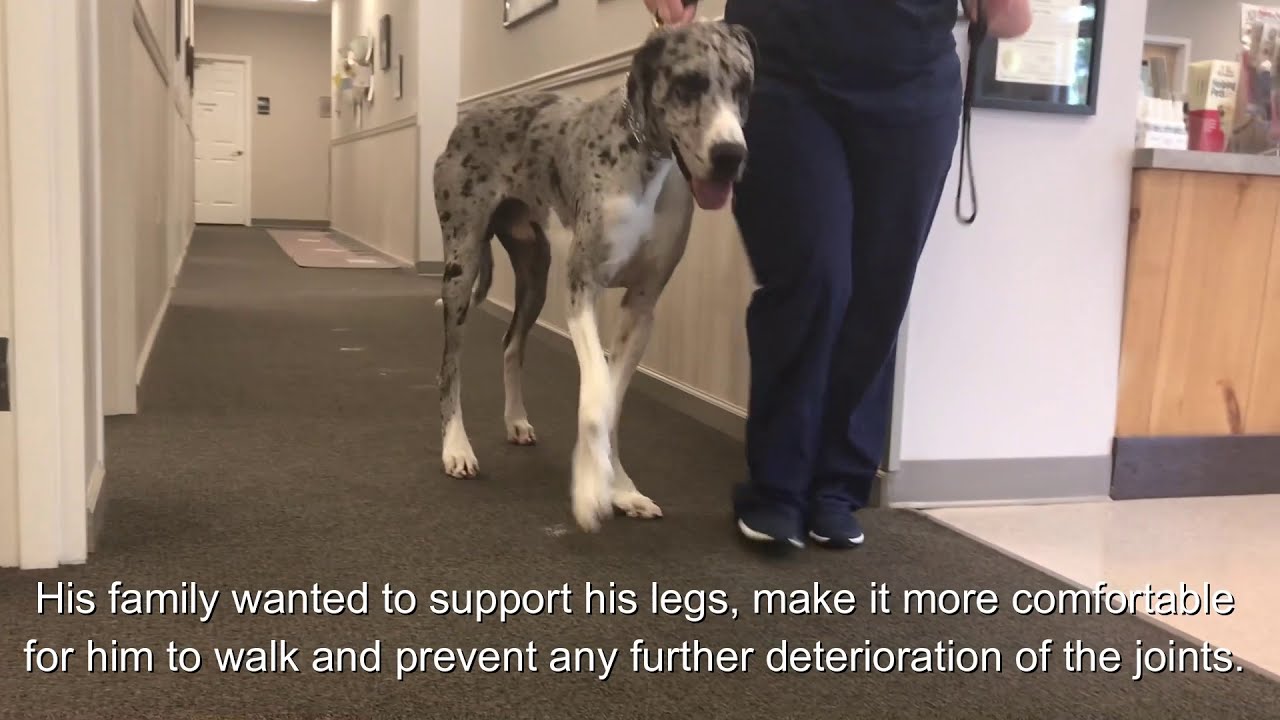 Diesel the Great Dane with My Pet's Carpal Braces