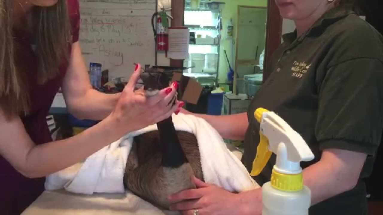 "Goose Daddy" Chiropractic Adjustment