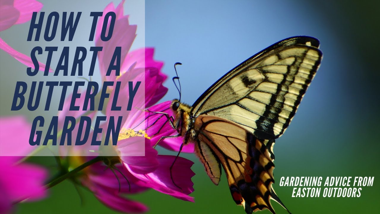 Gardening Tips: How to Start a Butterfly Garden