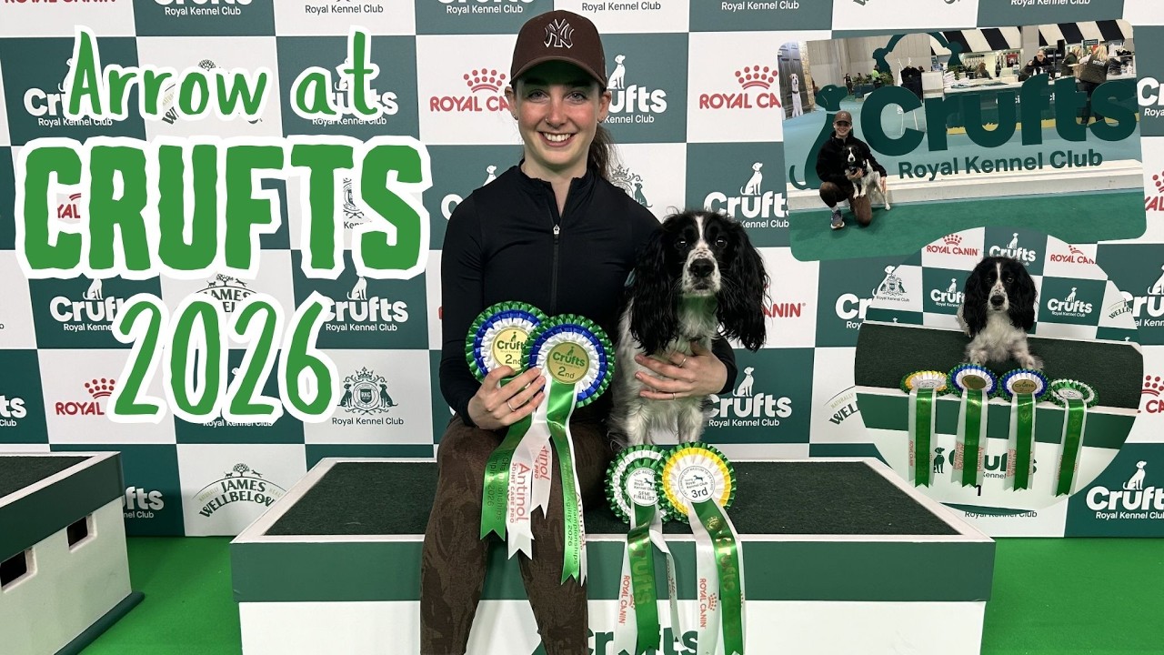 Arrow at Crufts 2026