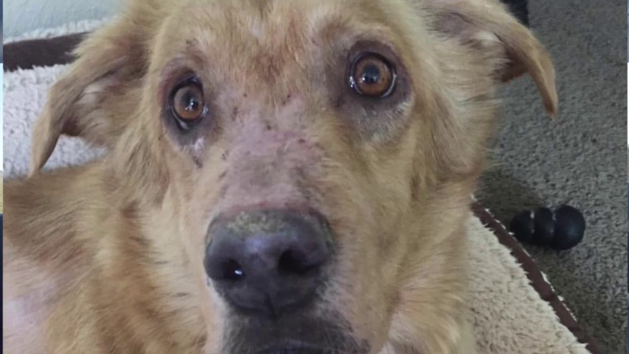 Dixon's Pemphigus story