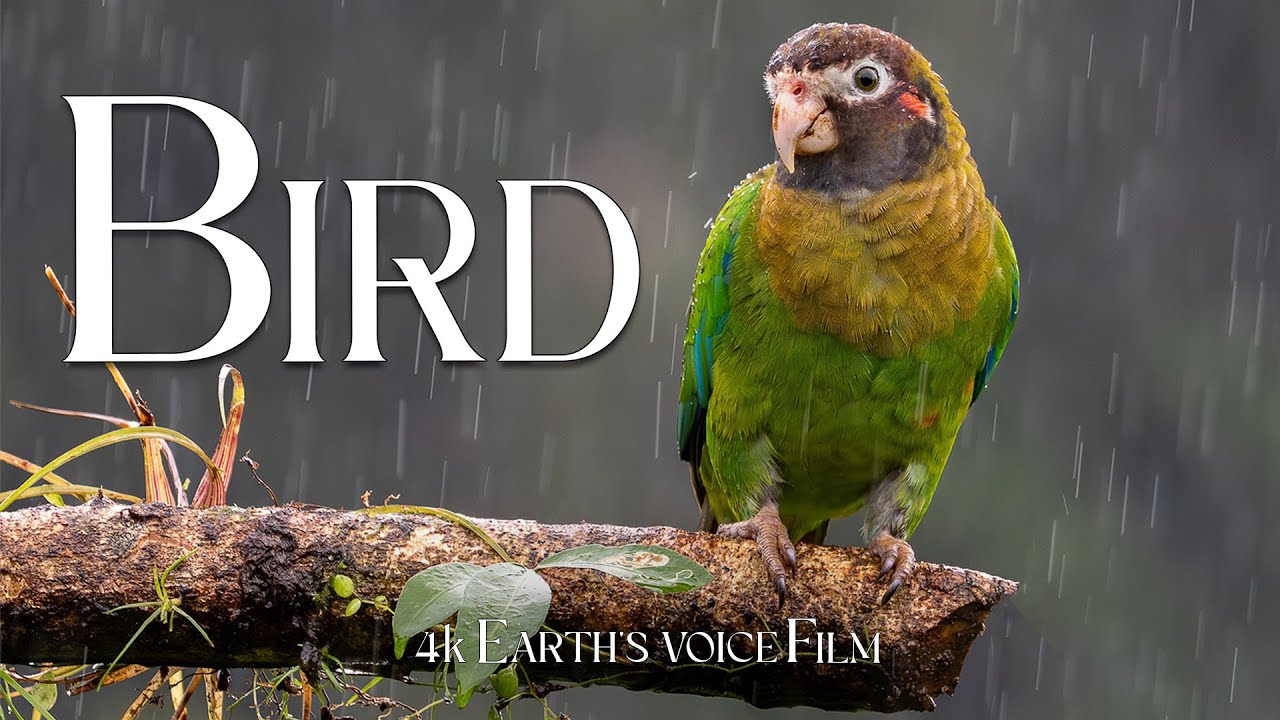Bird in Nature _ Relaxing Music for Peace, Sleep & Meditation