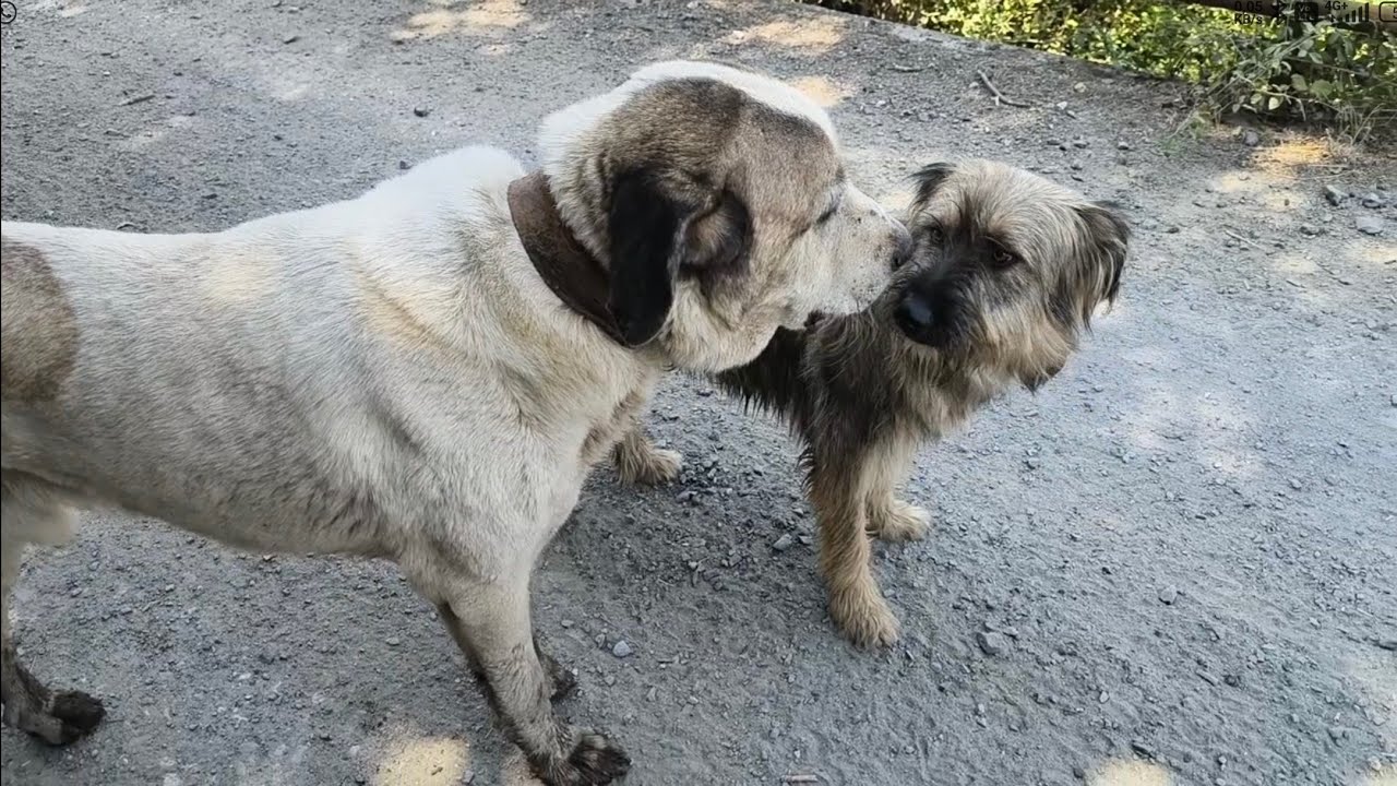 Los ganaderos no abandonamos ni a los perros  mastines ni a los careas, os cuento