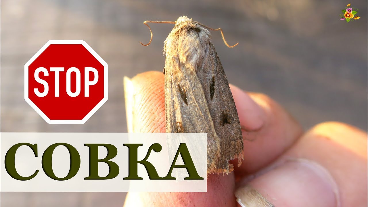 Совка, как её победить?! Виды совки, профилактика и борьба