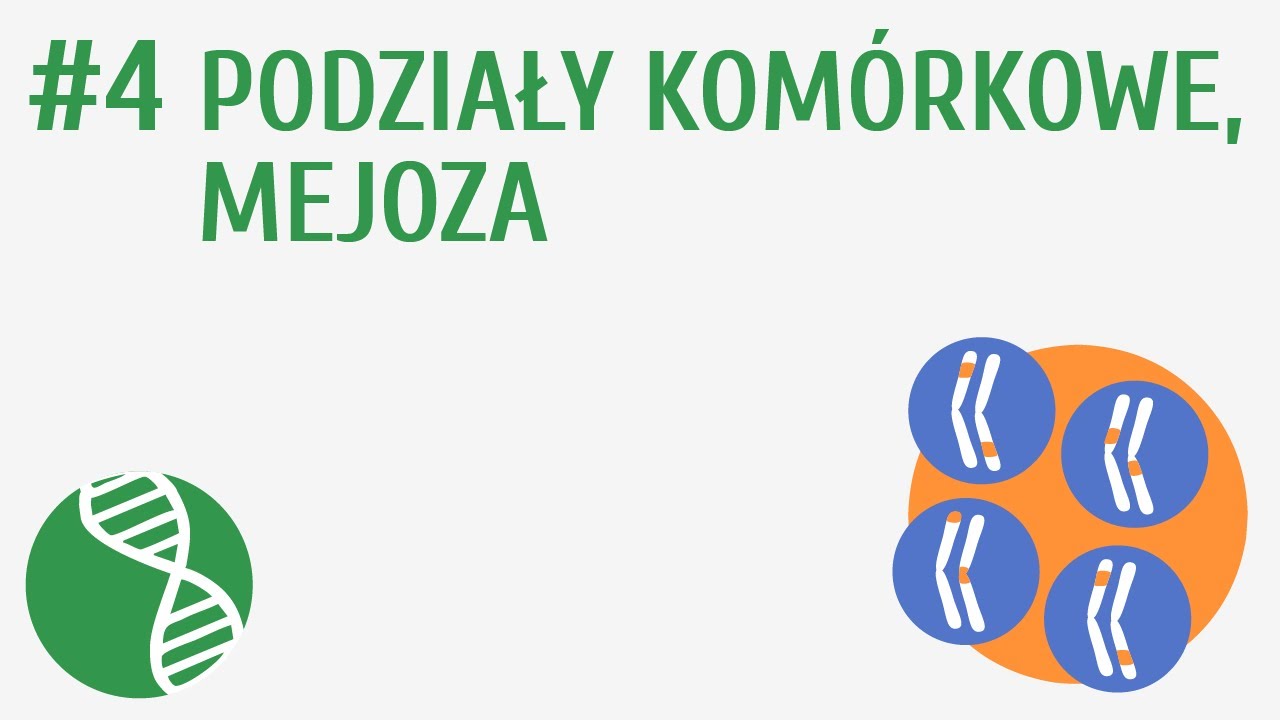Podziały kom&oacute;rkowe, mejoza #4 [ Genetyka ]