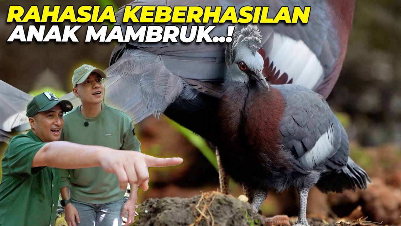 LEMBAGA KONSERVASI SAMPE PENASARAN SAMA KEBERHASILAN ANAK MAMBRUK DEHAKIMS..!!
