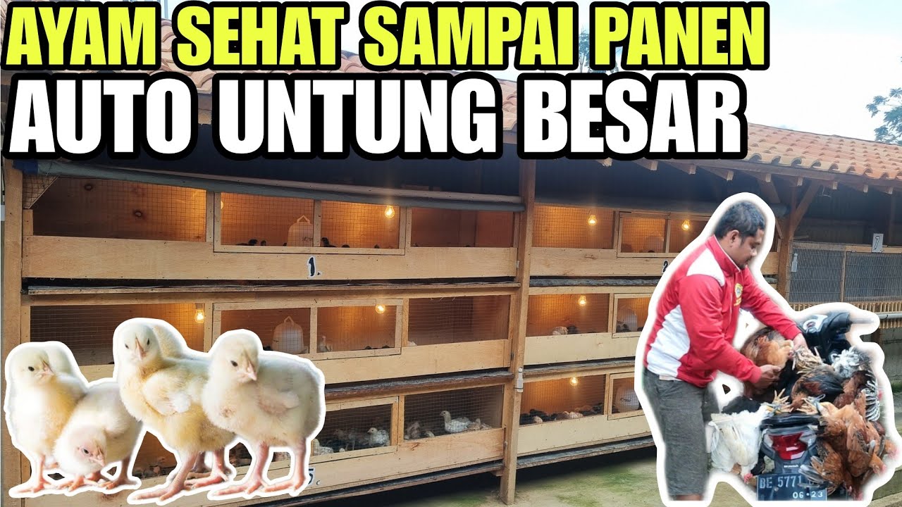 RAHASIA ANAK AYAM SEHAT DAN CEPAT BESAR💯