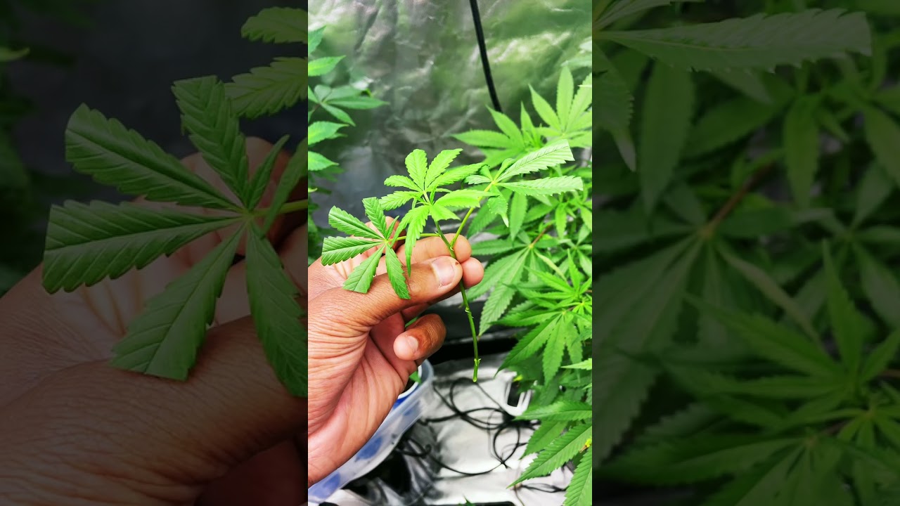 How to clone your cannabis plant