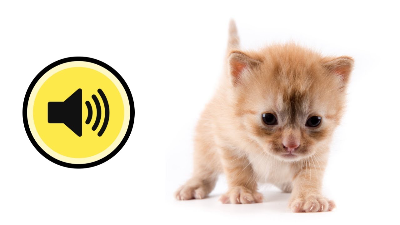 🔊Мяуканье КОТЯТ Родившийся котенок зовет ищет маму Прикол над котом и кошкой
