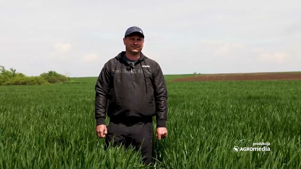 300 do 500kg kukuruza VIŠE po hektaru? OVO je kombinacija koju Goran Malušev ne namerava da menja!