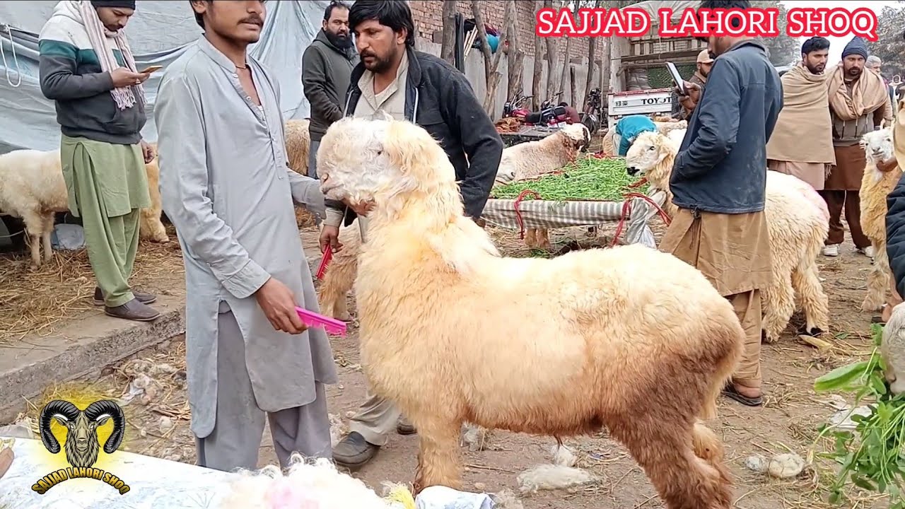 Lahore Mandi update mundre chhatre desi bakre rajanpuri bakre makkhi ji ne bakre Sajjad Lahori shoq 