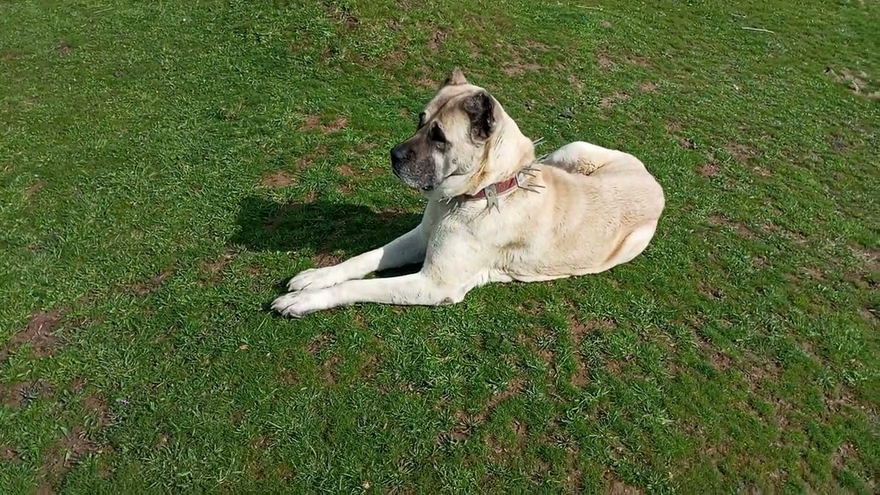 İYİ KÖPEK KÖTÜ KÖPEK VARMI? BİZİM İNSANLAR ÇOK AYRINTIYA TAKILIYOR. YEMEKMİ BU ORTAYA SÖYLER GİBİ.