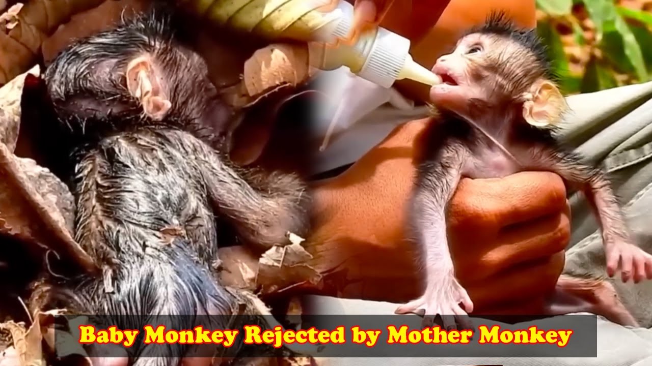 The mother monkey did not accept the baby monkey so she abandoned it, luckily humans saved it.