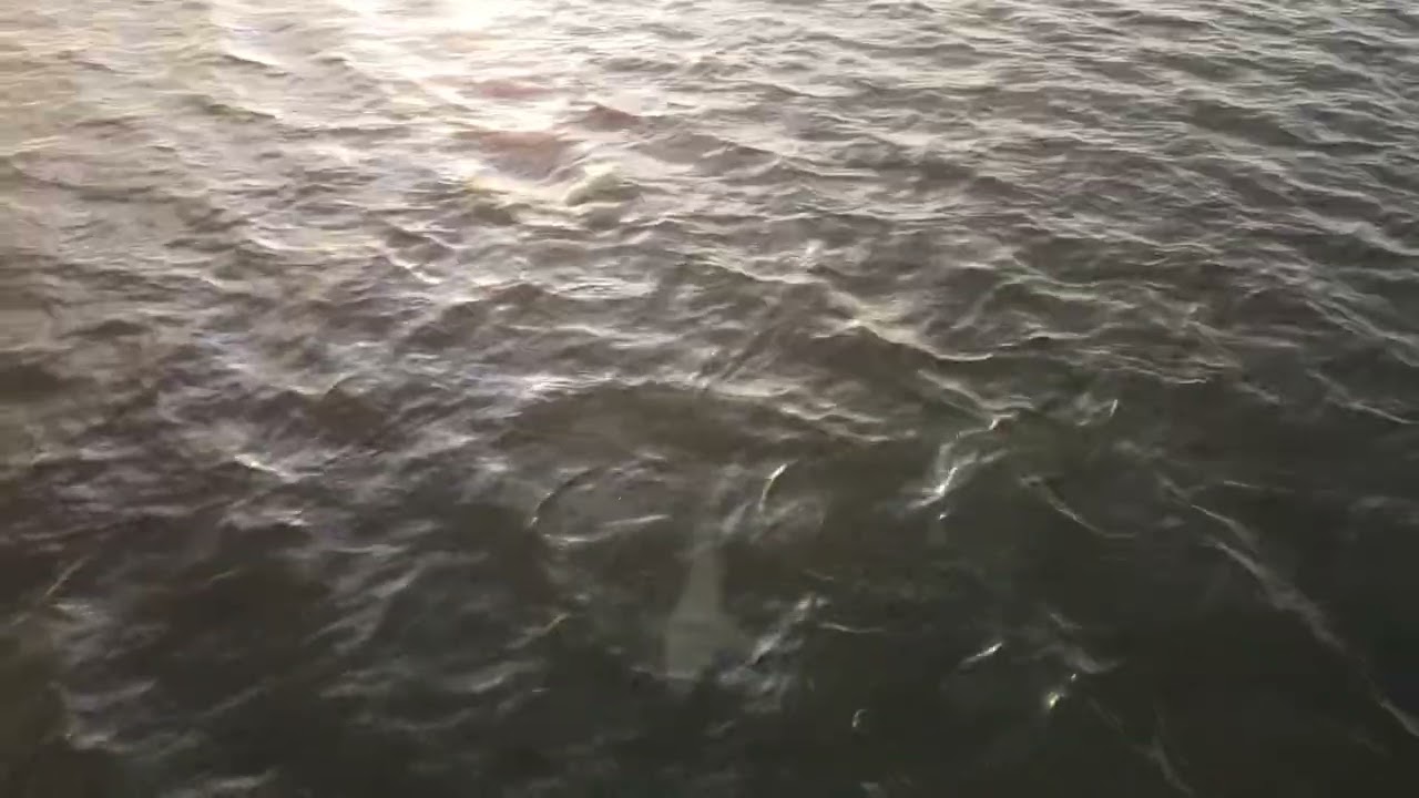 Big shark Dunedin causeway at sunrise 1,000 feet Offshore￼ 9/8/22￼