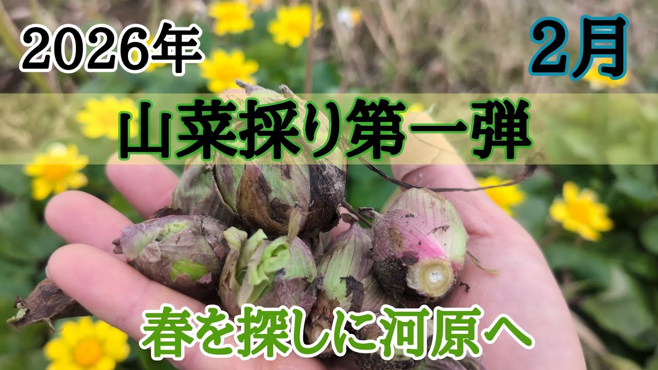 【山菜採り】2026年2月・フキノトウ🌿ハマダイコン🌿