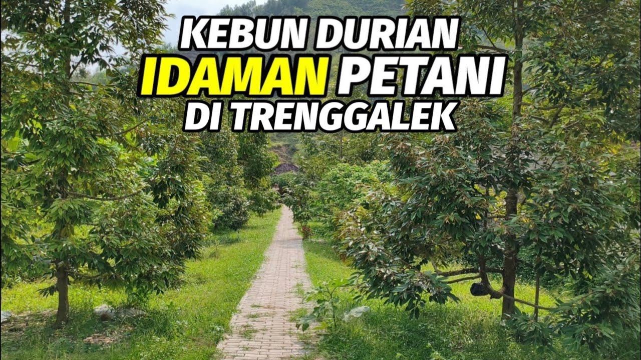 Kebun durian idaman, terletak di kaki gunung dengan konsep luar biasa.