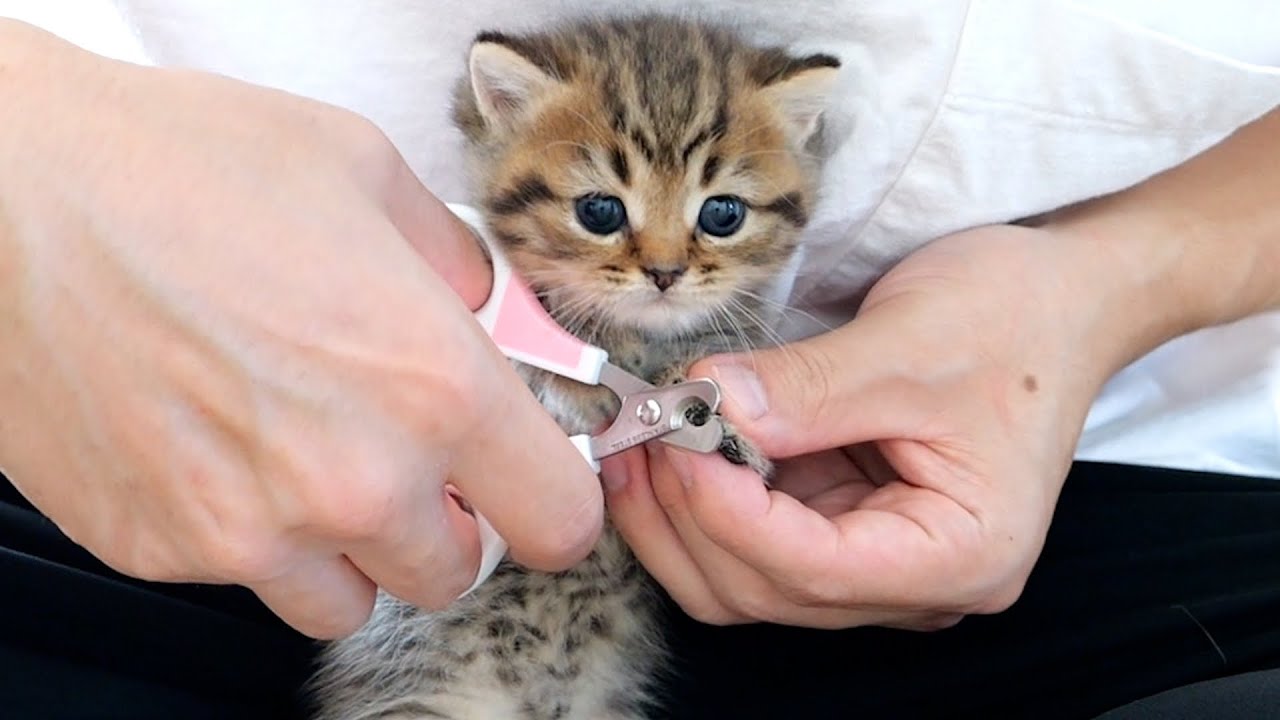Three baby cats try nail clipping for the first time