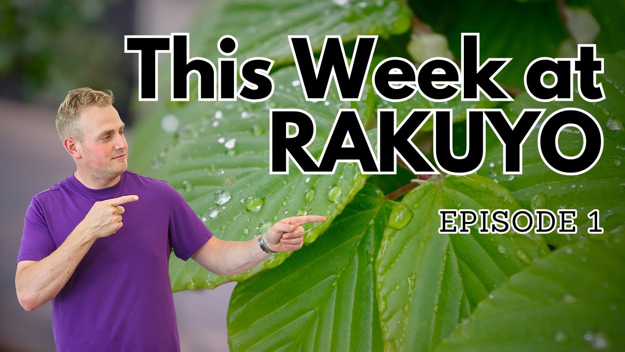 This Week at Rakuyo - Episode 1