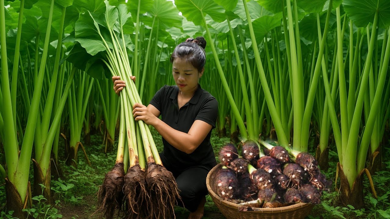 CEO leaves the city for the forest, harvests taro, wild bamboo shoots sells and cooks delicious food
