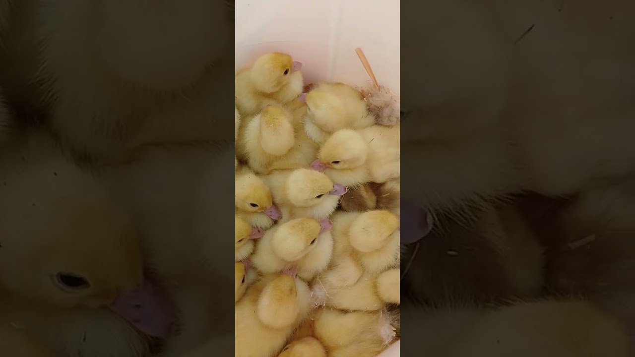تربيه البط في المنازل