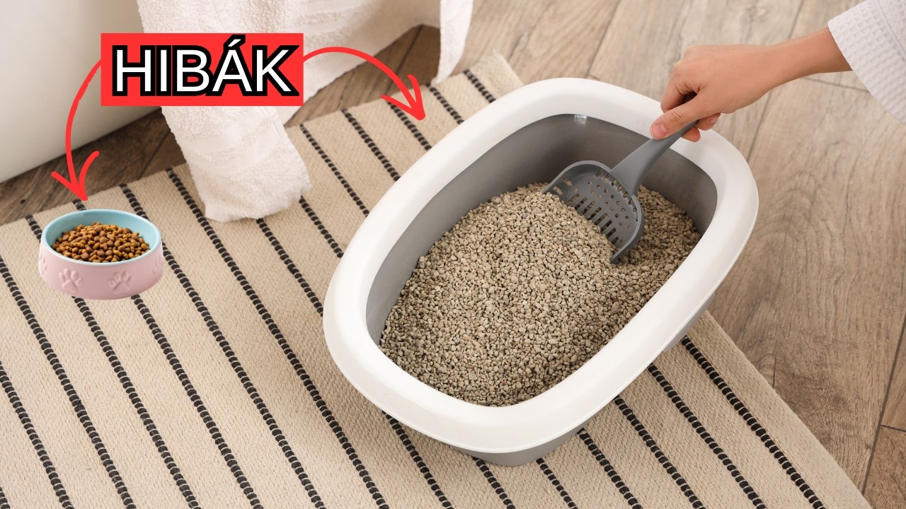 SOHA ne kövesse el ezeket a HIBÁKAT a MACSKA ALOMMAL!