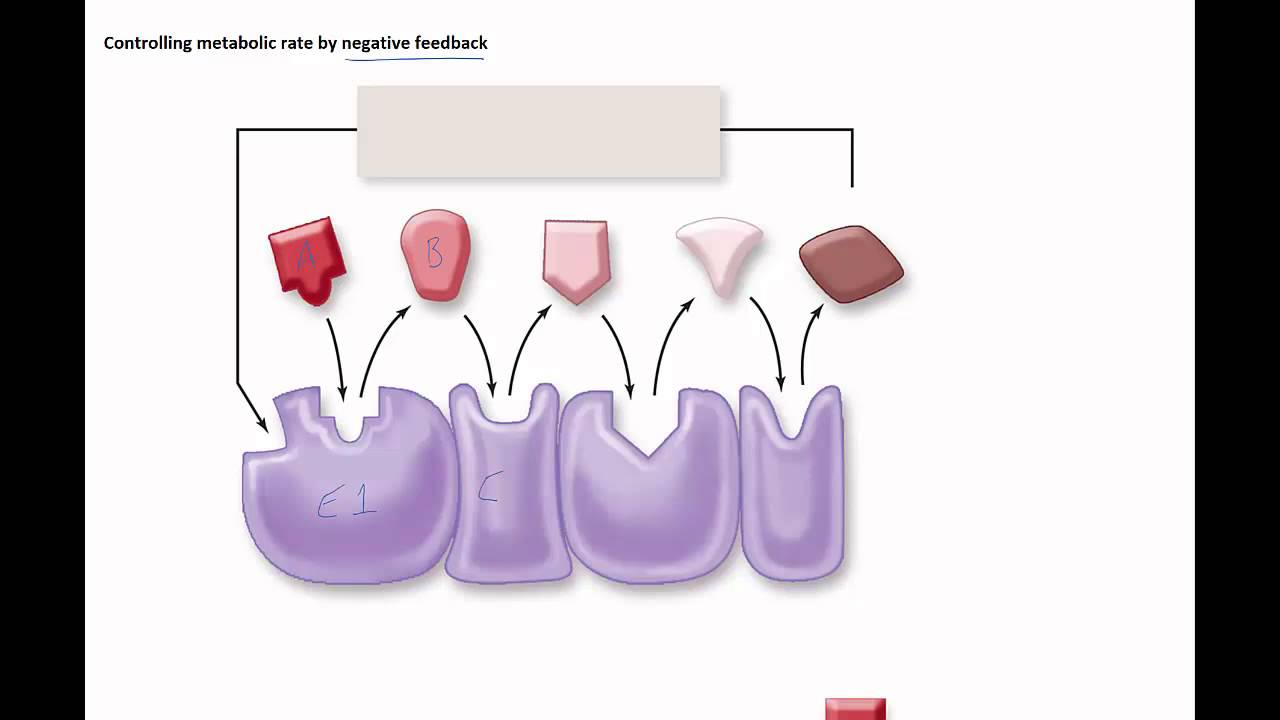 Factors that effect enzymes negative feedback