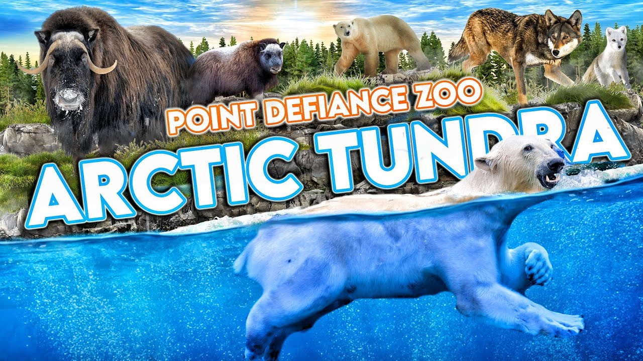 Zoo Tours: Arctic Tundra & Red Wolf Woods | Point Defiance Zoo