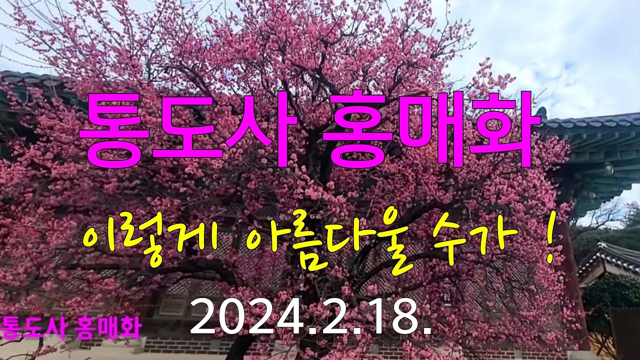 [경남 양산]  🌸통도사 홍매화 이렇게 아름다울 수가 ! 서둘러 다녀오세요