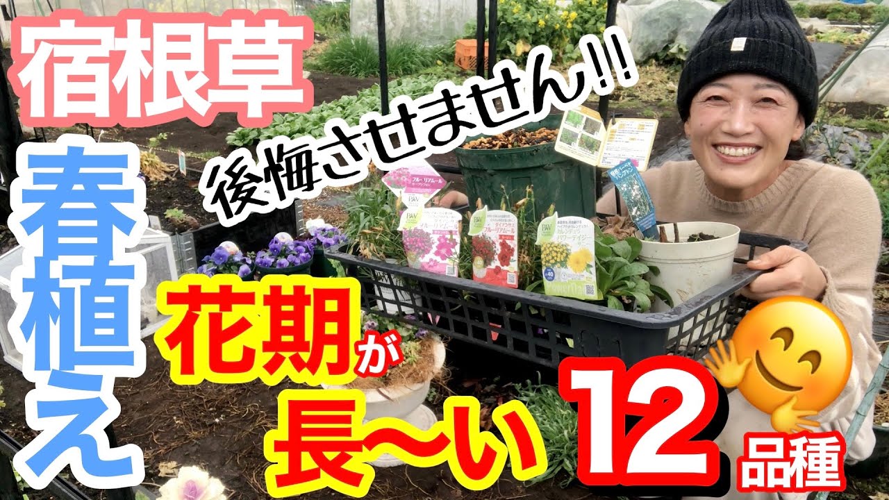 【宿根草】植えとけば良かった…と後悔しないために‼️春植え12品種/ 花期が長い宿根草を厳選 / 春夏秋冬咲き続け、100輪以上の花をつける強者も🌼庭が寂しくならない品種選び【ガーデニング】