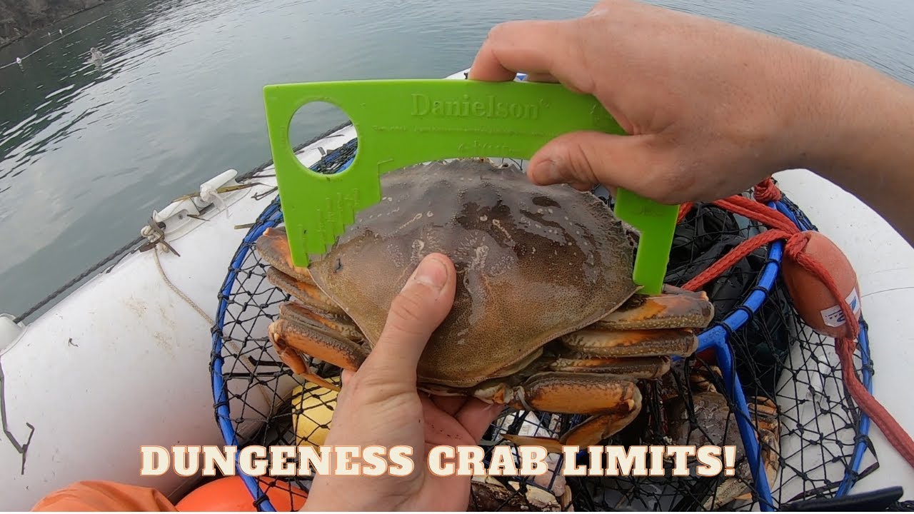 Dungeness Crab Limits from an 8 foot Inflatable Boat - Tomales Bay