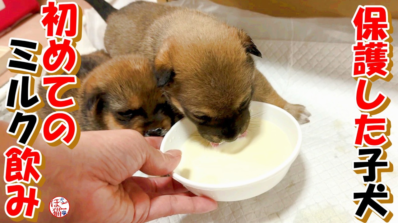 【保護犬  子犬  お名前募集】肺炎だけどミルク飲めたよ＋おまけコーナー