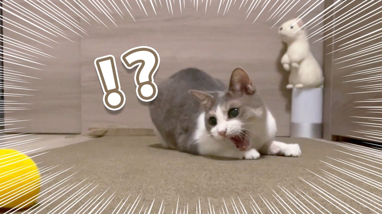 遊びに集中すると顎が外れそうなくらい口が開いちゃう猫はこちら