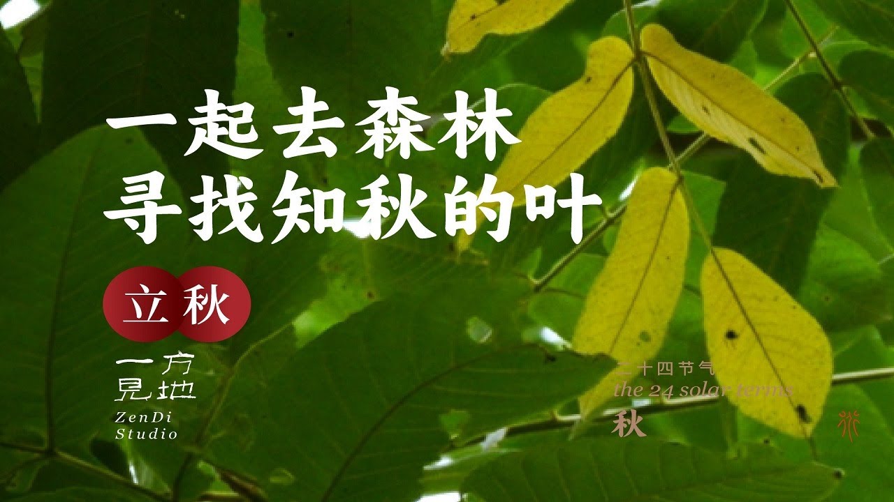 立秋，一起去森林寻找那片知秋的叶