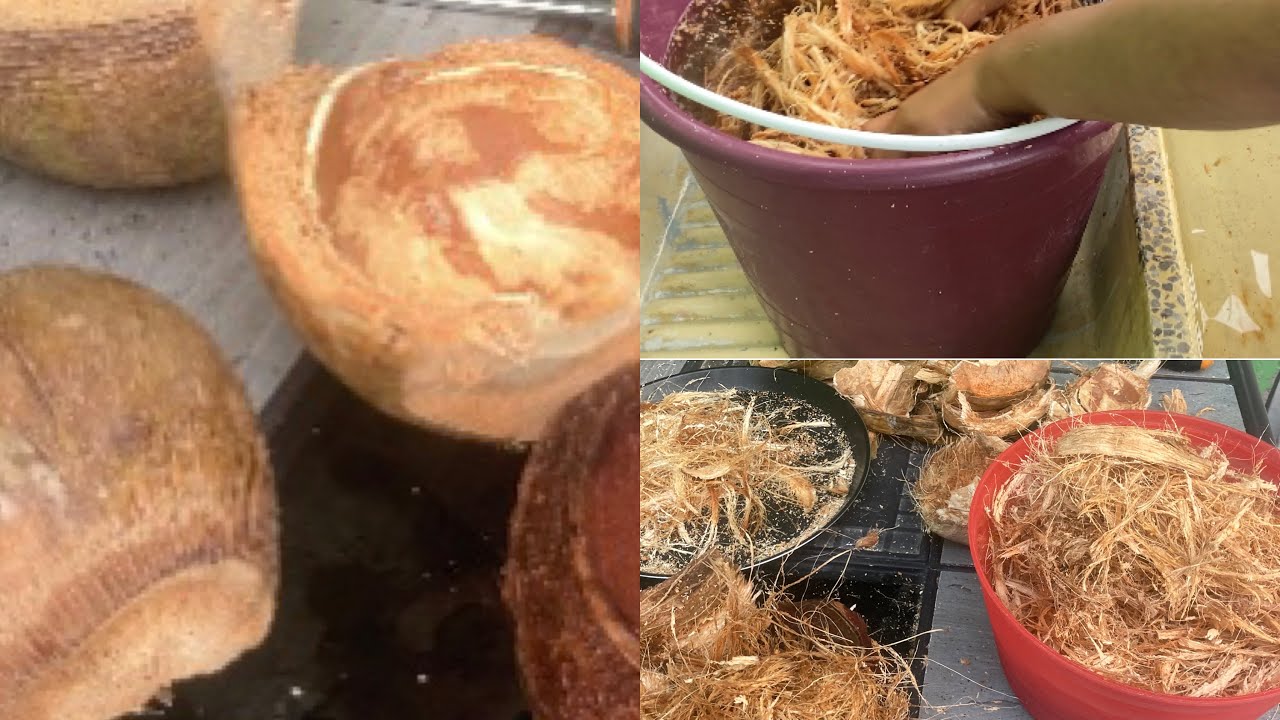 C&oacute;mo Preparar Fibra De Coco Para Nuestras Plantas 🥥🌸🪴
