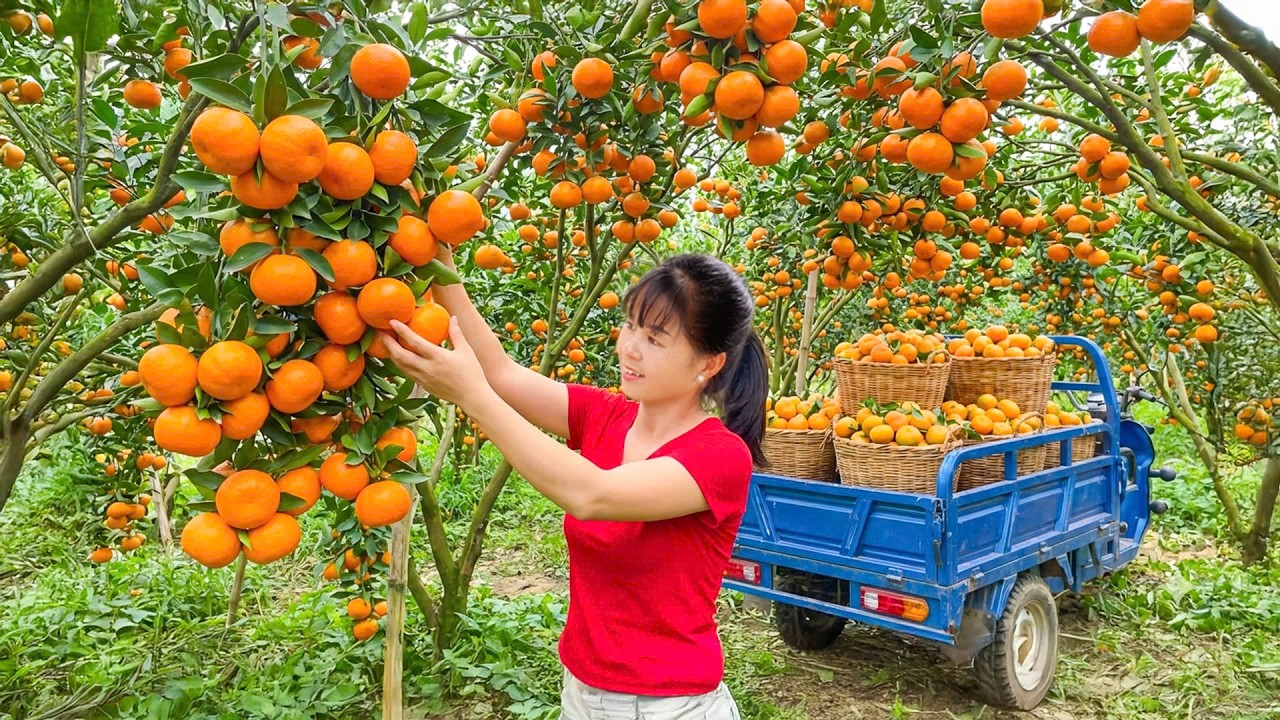 Rewind Timelapse -- Harvesting Huge Tangerine - 3-Wheeled Truck To Market To SELL