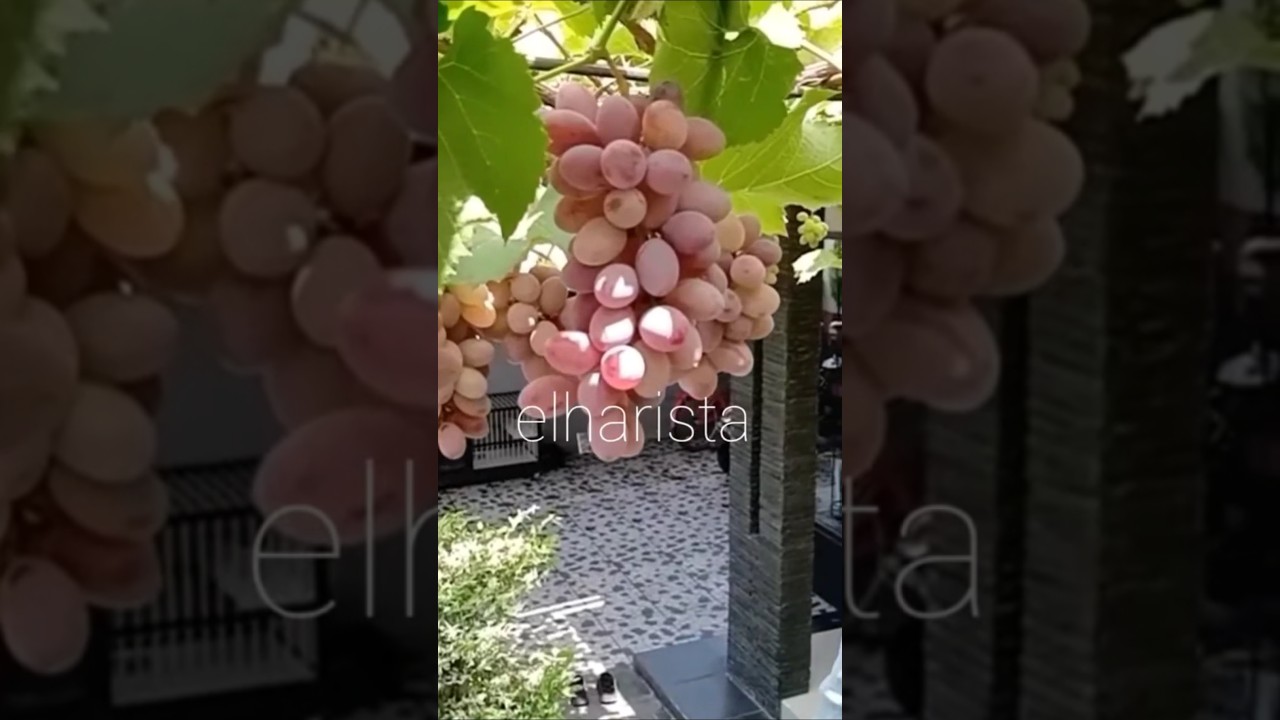 Плодоносит, когда грибы #шорты #виноград #виноград #грибы