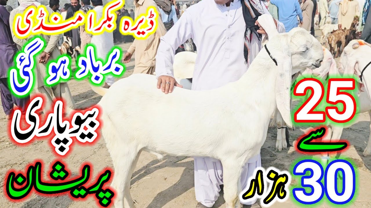 ڈیرہ غازی خان میں بکرے کریش 😲 30 سے 35 ہزار میں بک رہے ہیں | DG Khan Bakra Mandi Today