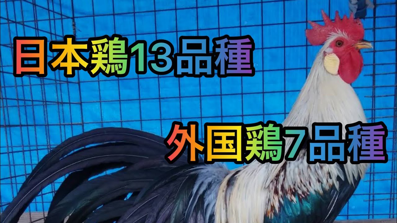 師匠の鶏　日本鶏13品種、外国鶏7品種