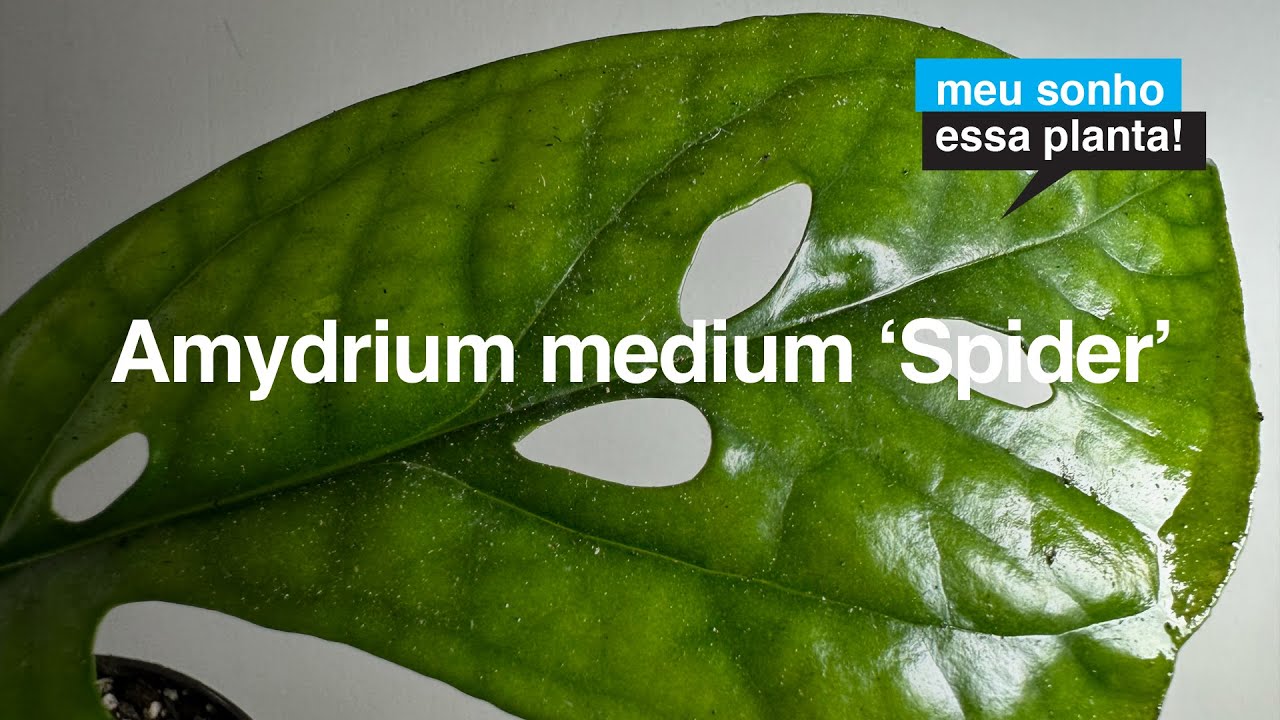 Amydrium medium 'Spider' / spider-monstera e as SEMELHAN&Ccedil;AS com as MONSTERA | Meu Sonho Essa Planta
