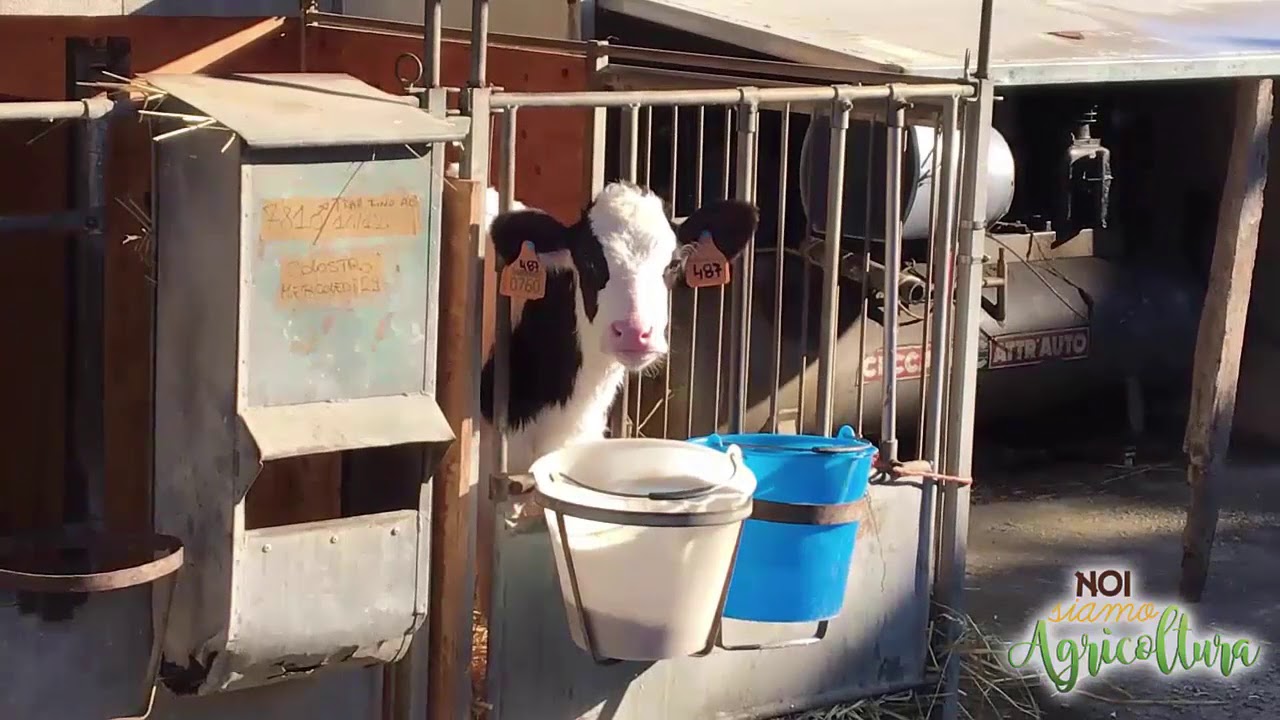 bovini da latte: quali sono le difficolt&agrave; e cosa cambiare negli allevamenti