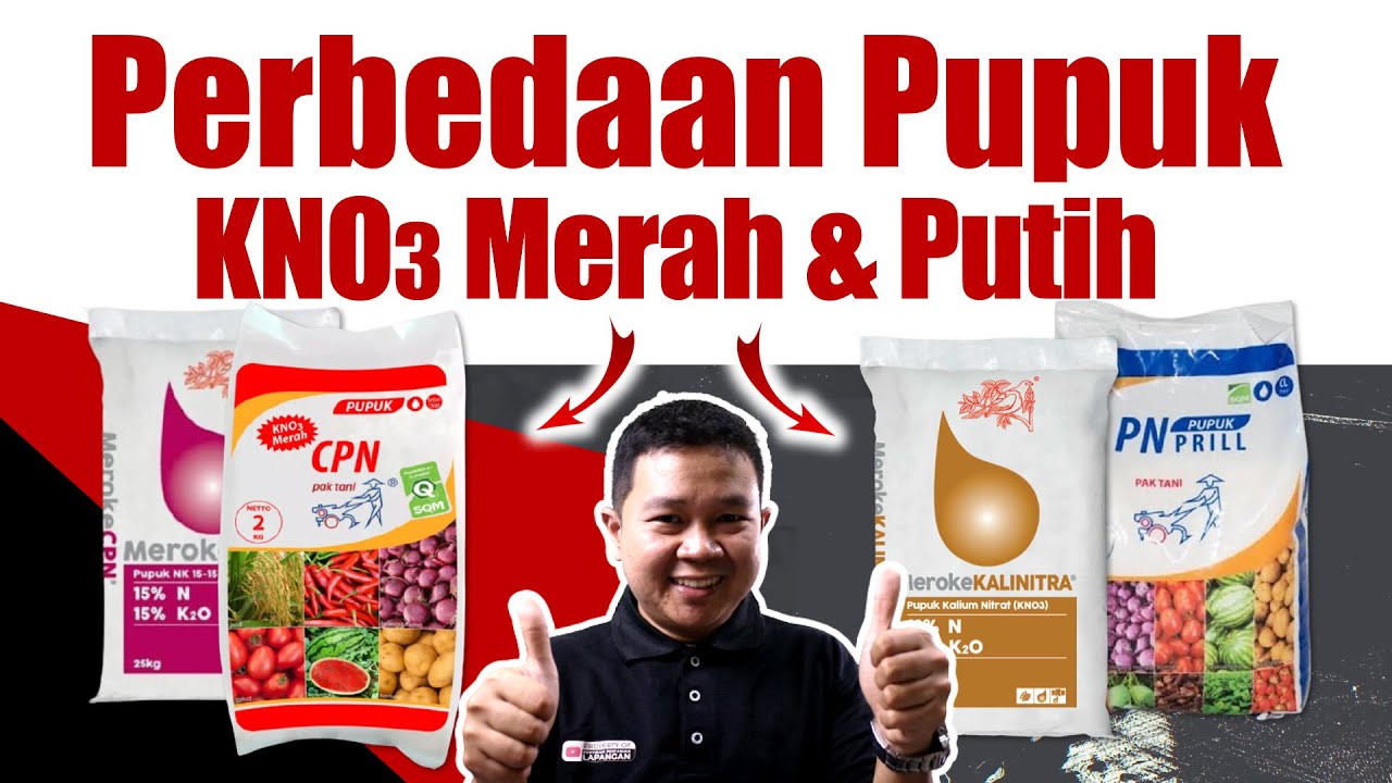 Seri Pemupukan 15. Rekomendasi pupuk KNO3 Merah & Putih Untuk Tanaman - Padi, Jagung, Cabe, Buah