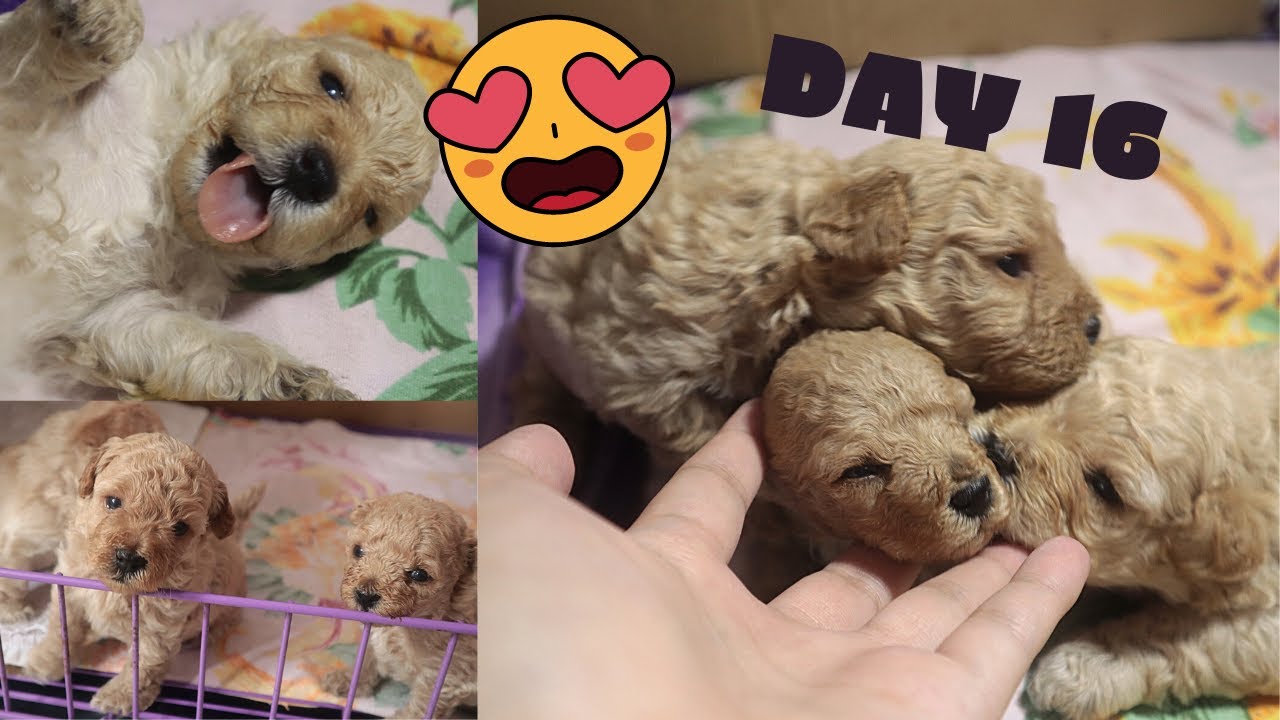 🐶Наши щенки начинают открывать глазки!😍 Щенки той-пуделя в возрасте от 2 недель до 1 месяца🐩🐾💖