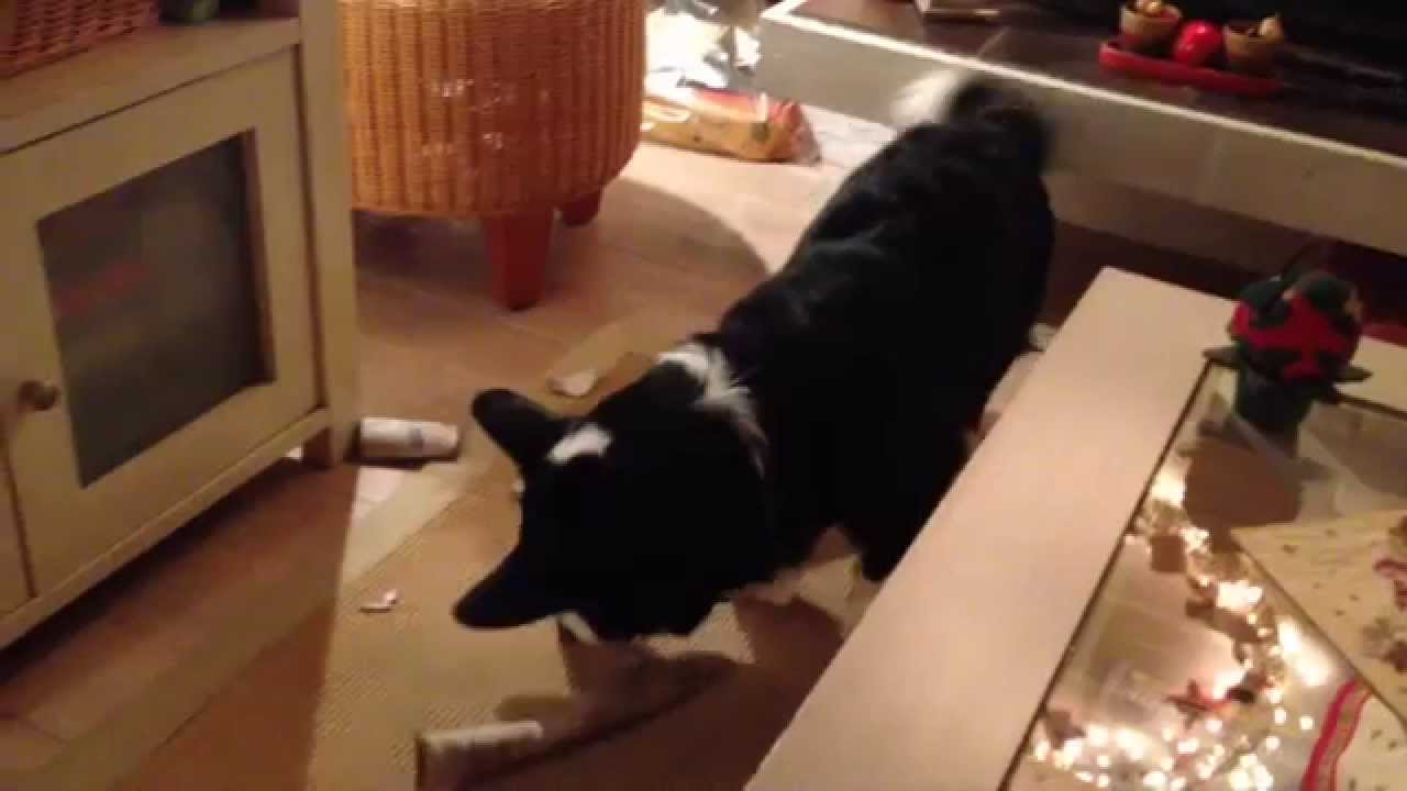 A Corgi at New Year's Eve...