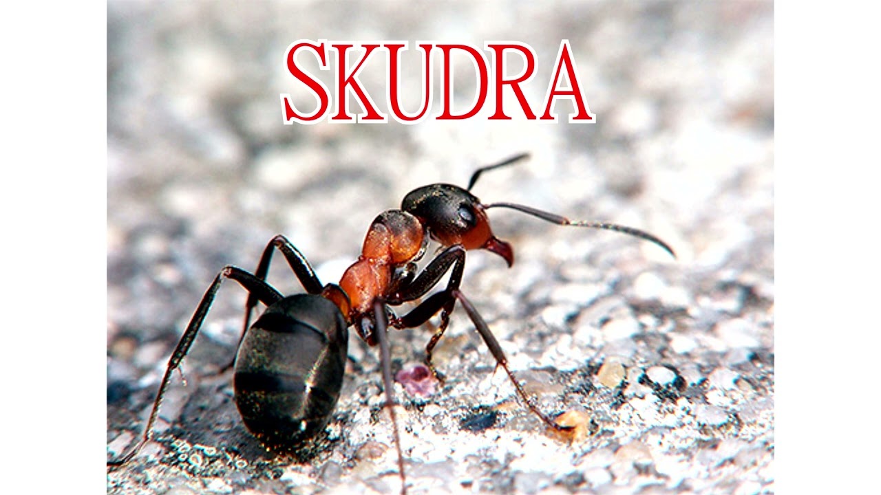 Dzeltenie aizkari / SKUDRA / Māris Blāze