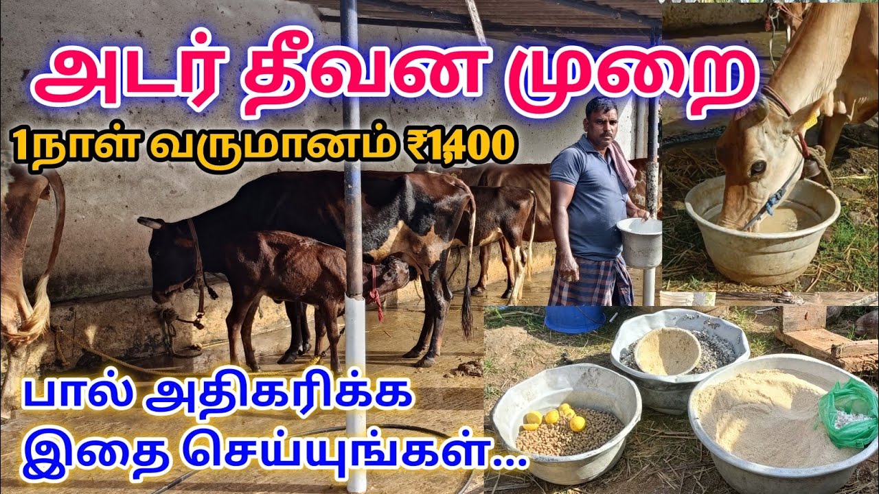 பால் மாடுகளுக்கு அடர் தீவனம் சரியான அளவில் இப்படிதான் கொடுக்கனும் | அடர் தீவனம் கொடுக்கும் முறை