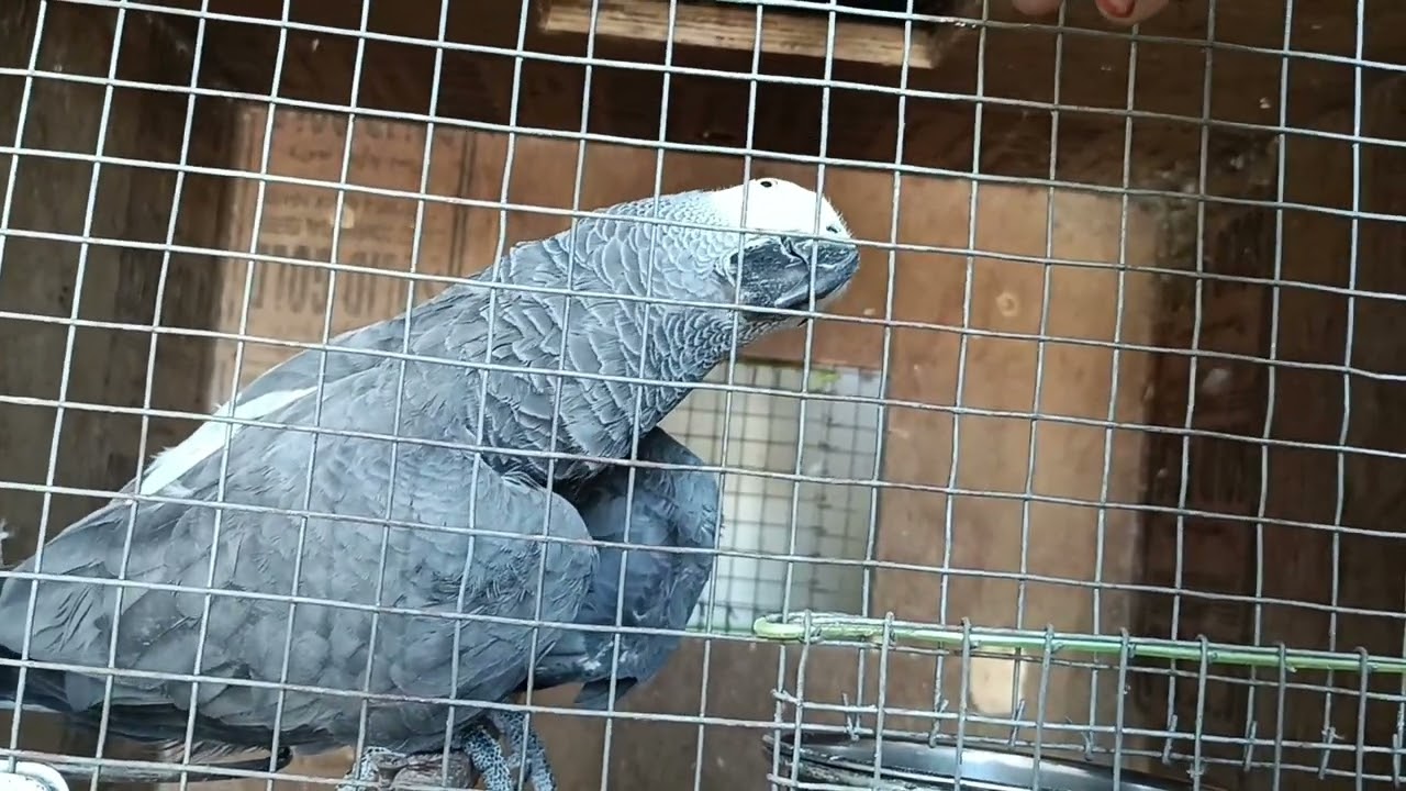 ✨✨🌞🌞 Sound of African Grey Parrot ✨✨🌞🌞