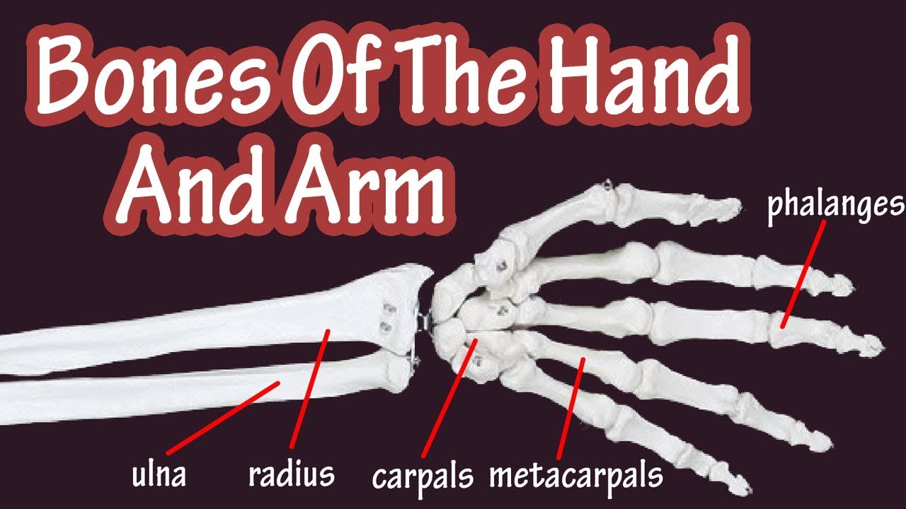 Bones Of The Hand - Bones Of The Arm - Bones Of The Wrist - Carpal Bones - Radius And Ulna Bones