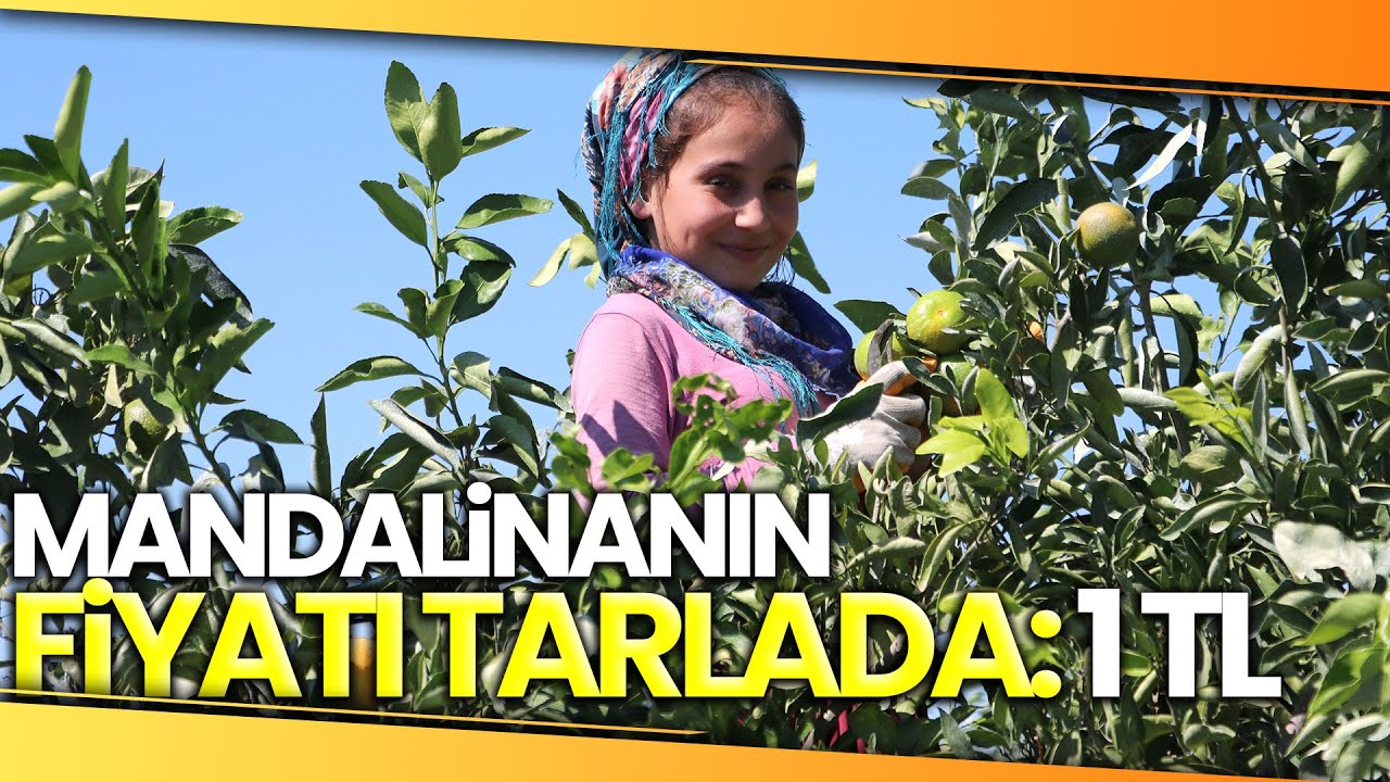 Adana’da Mandalina Hasadı Sürüyor... Fiyatı 1 Liraya Düştü