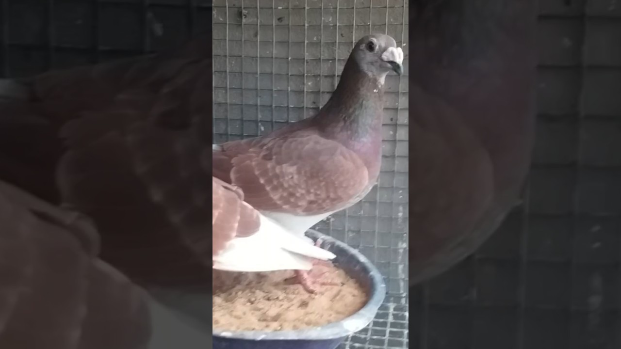 Racing Homer | Racing Homer For Sale | 9742749465