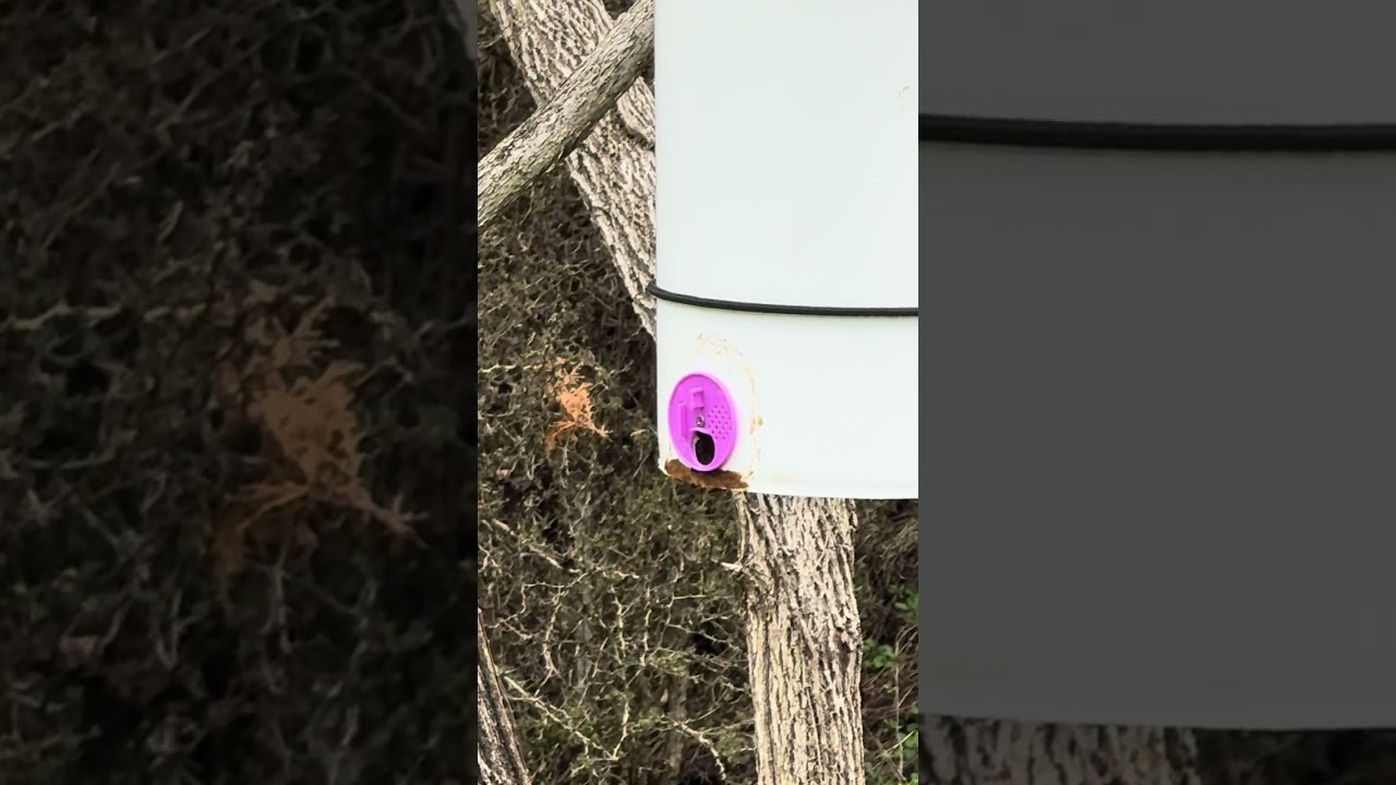 Swarm trap activity 3-7-26